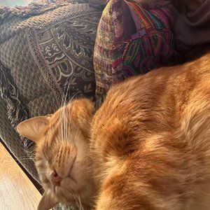 Meet your Posher, Sam